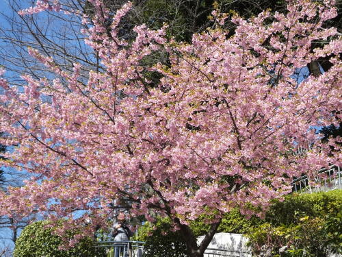 池上本門寺の河津桜