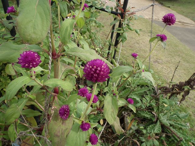 DSCF8511.JPG
