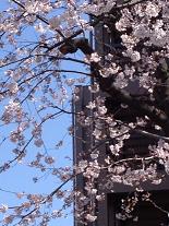 画像 2062桜M２.JPG