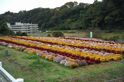 20141116ざる菊