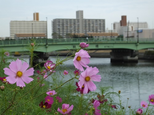 しながわ花海道