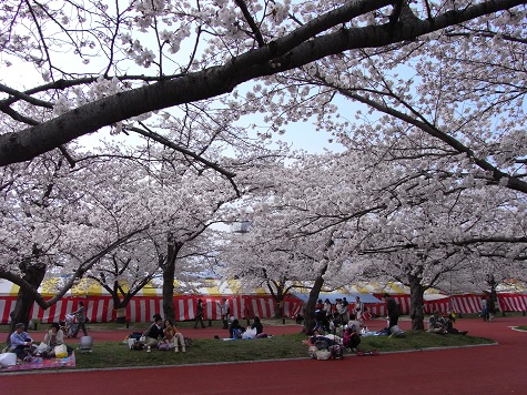 sakura20121.jpg