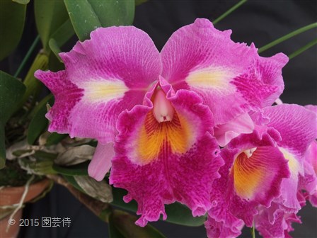 Lc. Petticoats 'Blumen Insel' 20150131-2