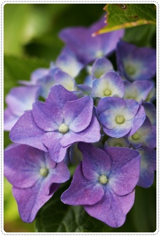 大乗寺丘陵公園-23 アーリーブルー-2 13.6.22