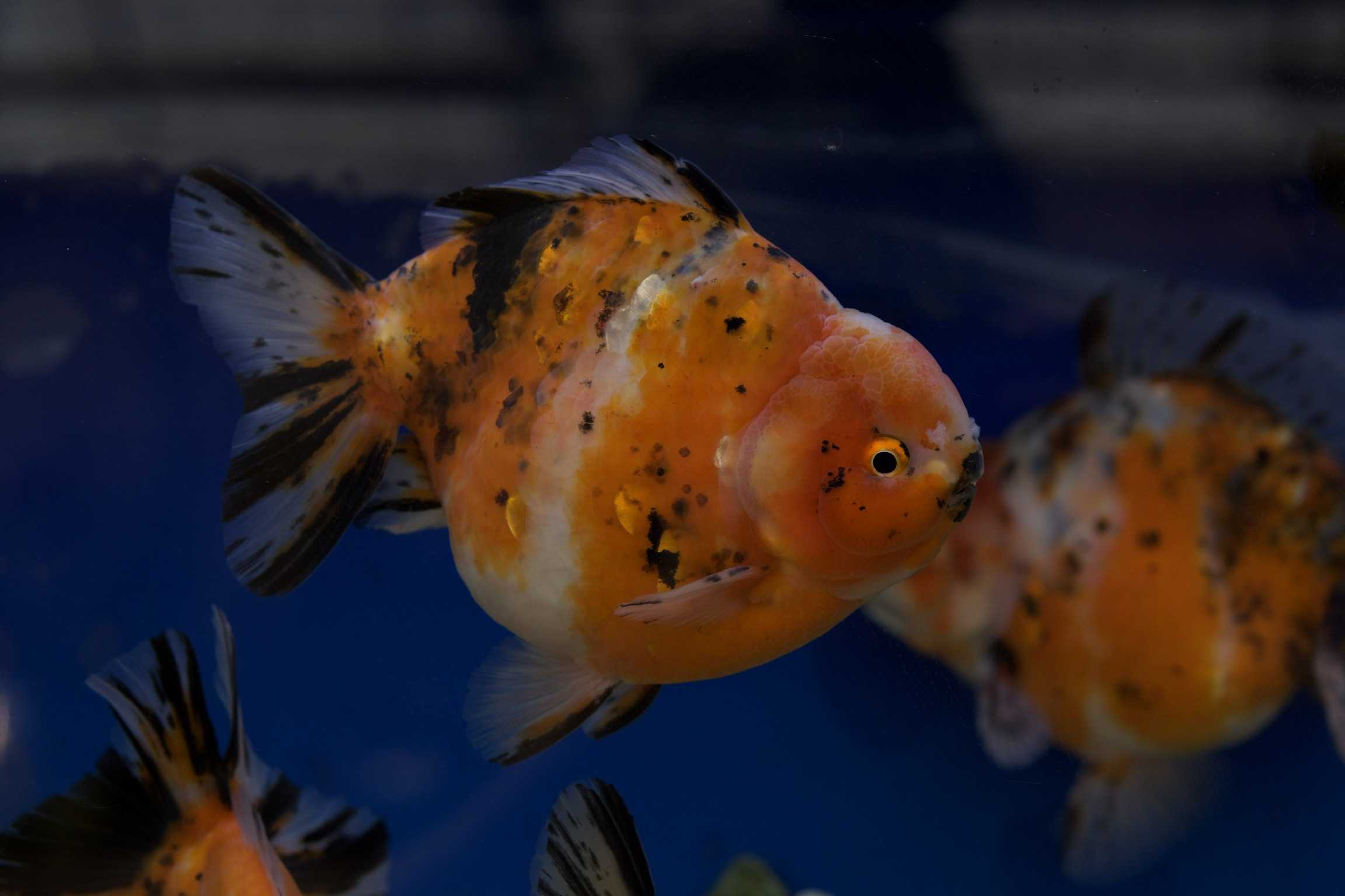 入荷情報と決算セールのお知らせです。 | 佐賀金魚専門店 花咲くじっ 