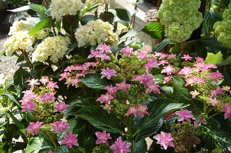 s-DSC_0261.jpg