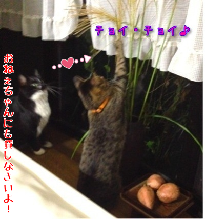 VCRm8GkOdOOsXpl1410208454_1410208701.png