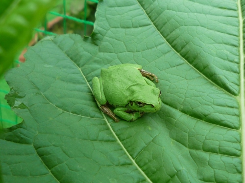 P1150304 (500x375).jpg