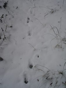 DSC07306.JPG