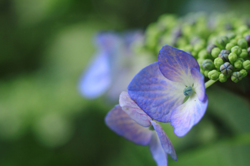 img7827