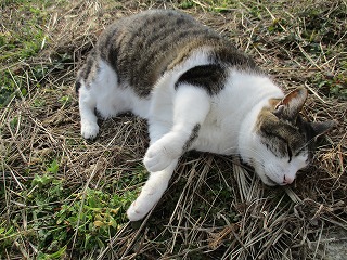 IMG_4381ss.jpg