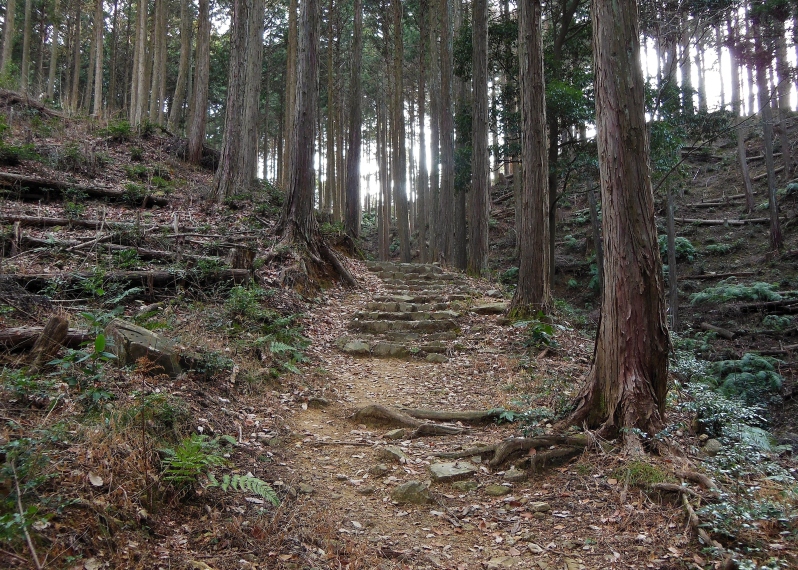 里山防災林 1.JPG