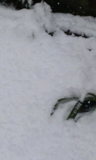 雪３.jpg