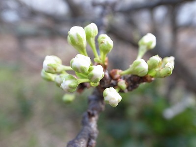 20130317プラム蕾