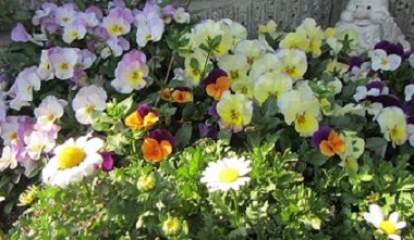 寄せ植え１.jpg