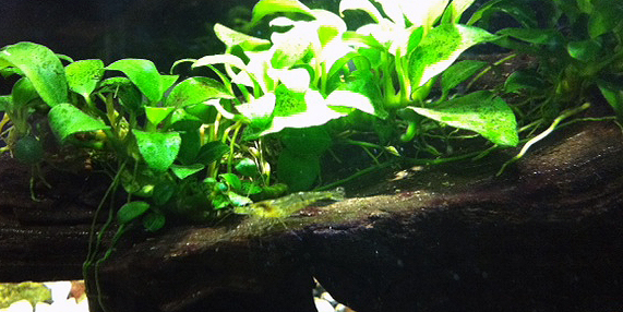 ブルーシュリンプ