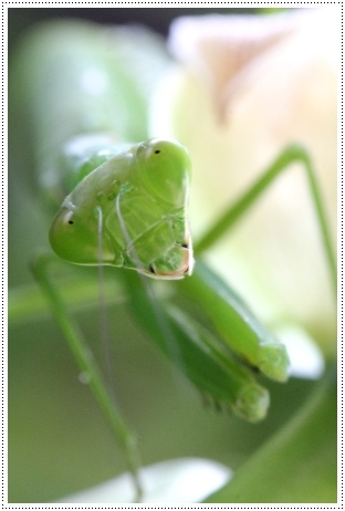 実家の庭で-7 ハラビロカマキリ-7 13.9.10