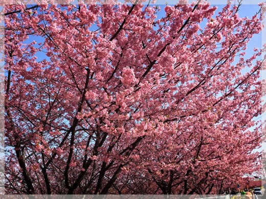 三浦海岸の河津桜
