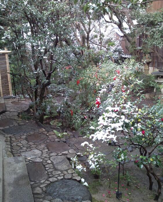 雪椿
