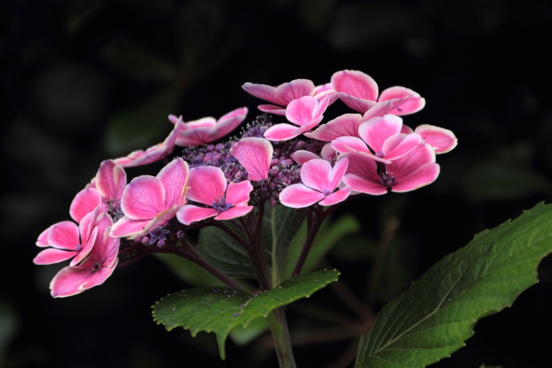 中千本公園の紫陽花_12.jpg