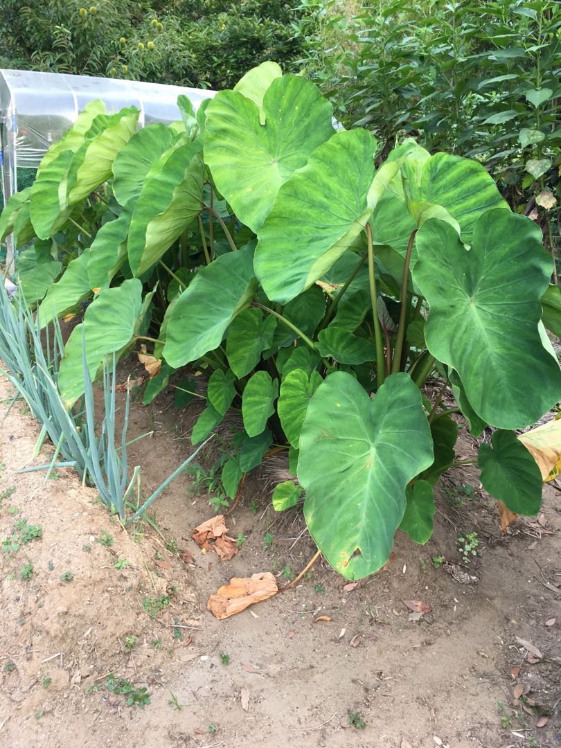 白ゴーヤ初収穫とサトイモの様子 Futtutyの菜園ブログ 楽天ブログ