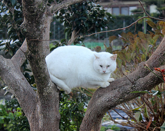 我が家のニャンコ♪2014/12/12-3