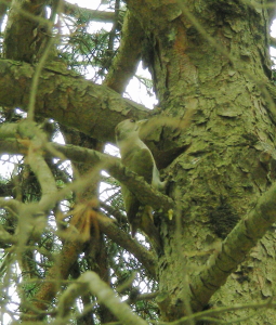 06-21ikimono (2).JPG