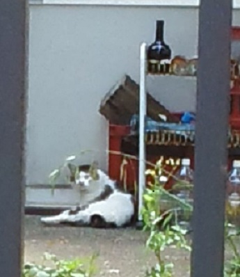 猫の恋4.jpg
