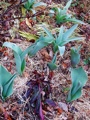 DSCF2274.jpg