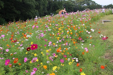 万博記念公園のコスモス
