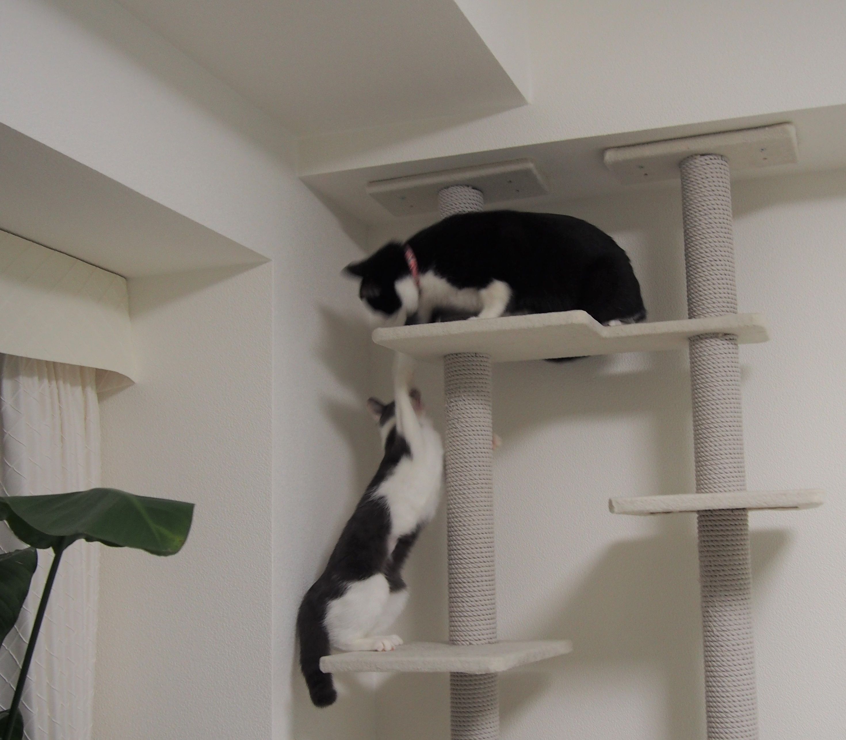 避妊手術後の経過 ねこと一緒のおだやか生活 楽天ブログ