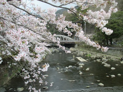 桜