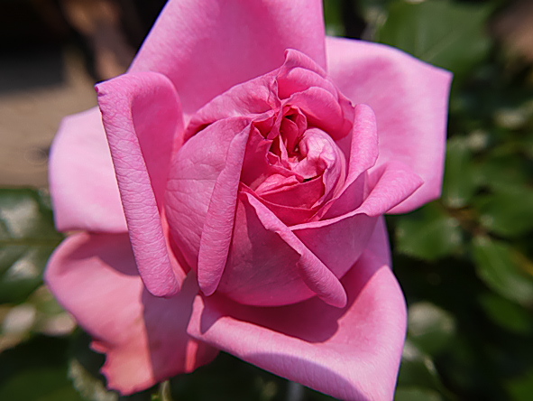 ローズ・ポンパドゥール