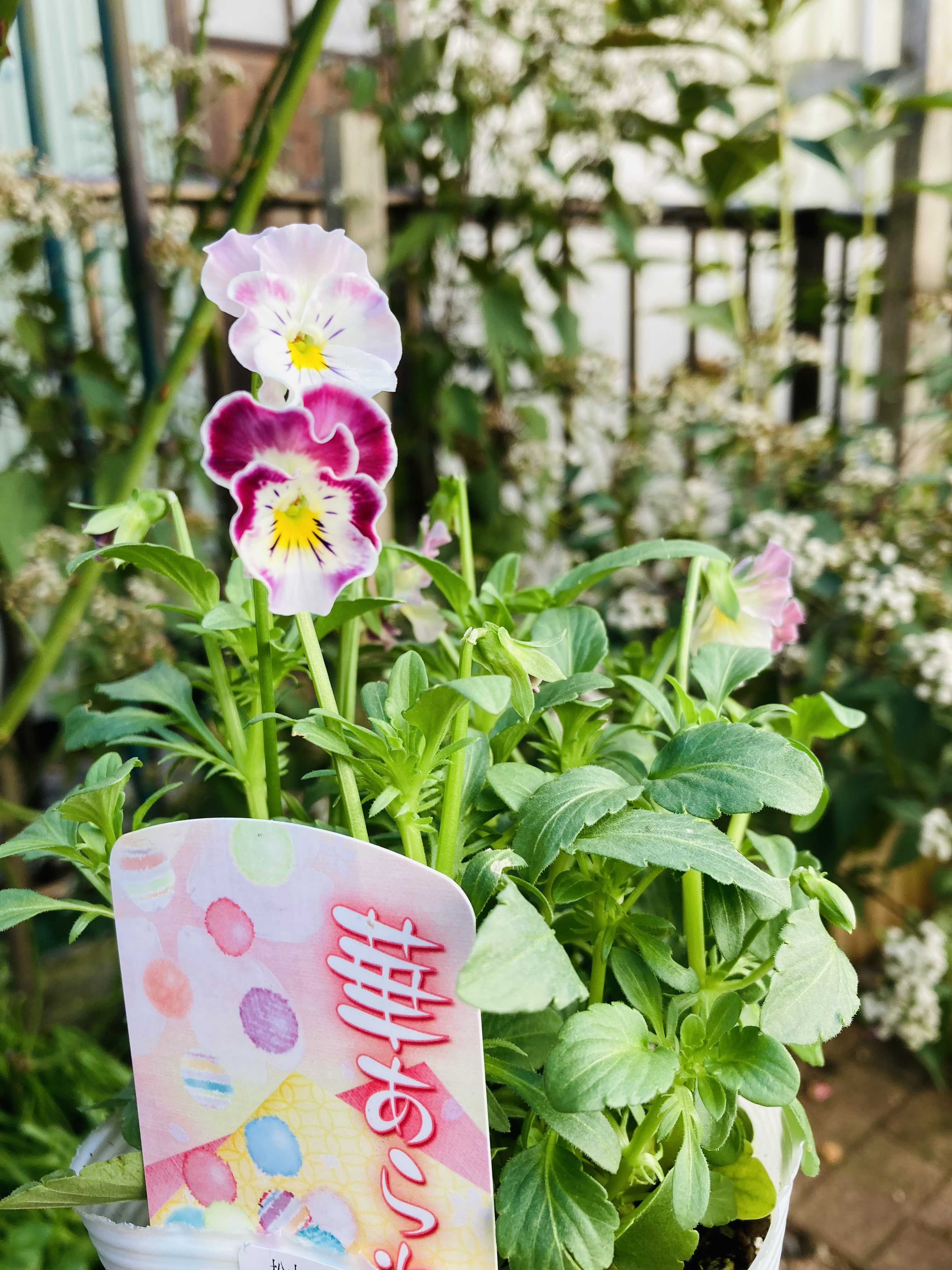 花日和さんのシエルブリエと華あられ 空の青と海の碧 花と私 楽天ブログ