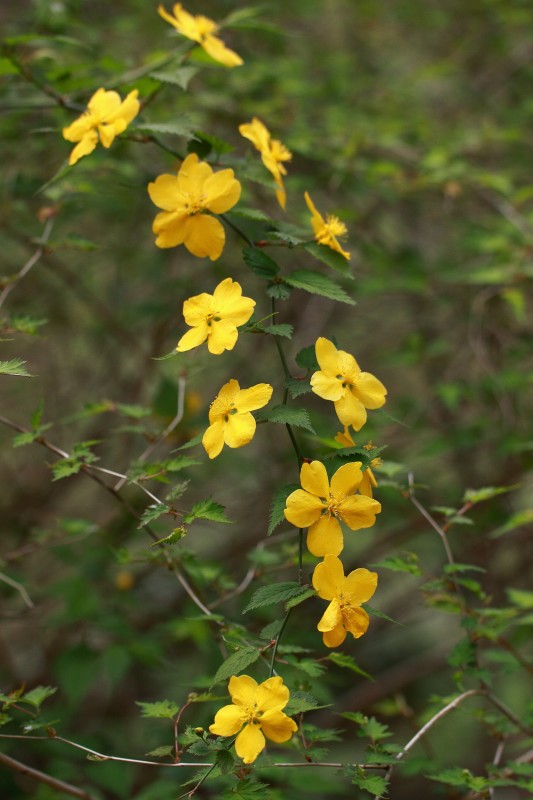 金剛山の花_014-ヤマブキ.jpg