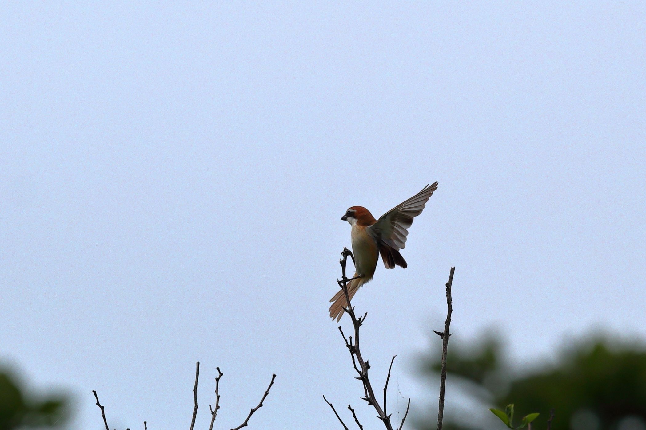アカモズ <北海道一人旅> | 野鳥ブログ イノセントBIRDER - 楽天ブログ