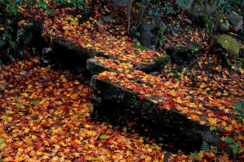 東福寺_005敷き紅葉.jpg