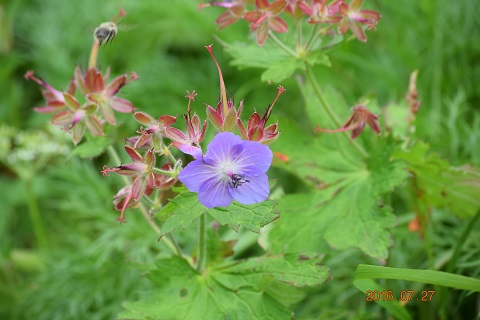 DSC_0063.JPG