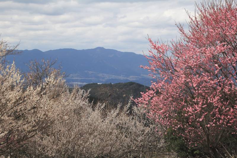 広橋梅林_003.jpg