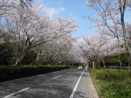 佐鳴湖の桜