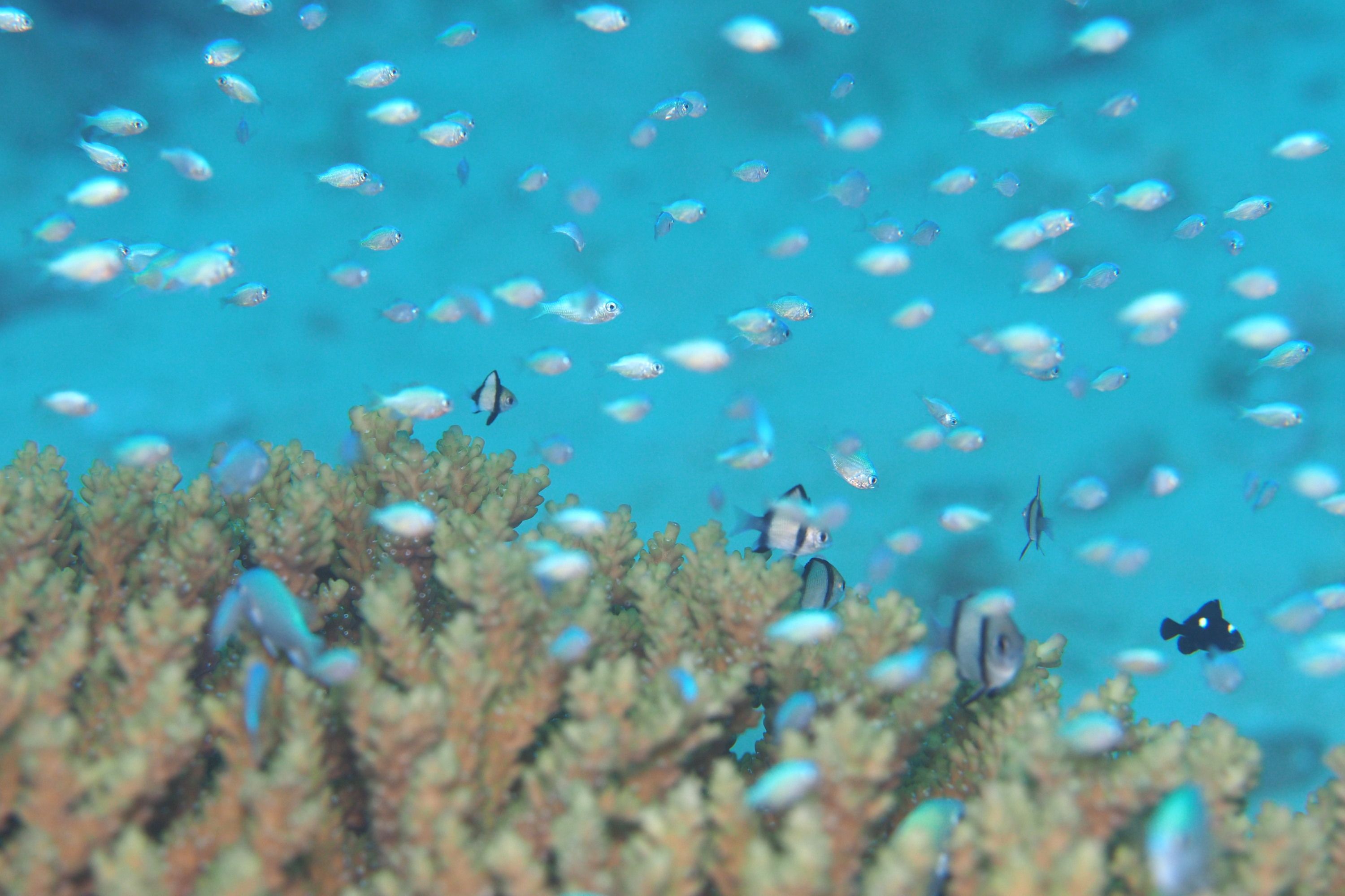 デバスズメダイ デコボコ潜水 楽天ブログ