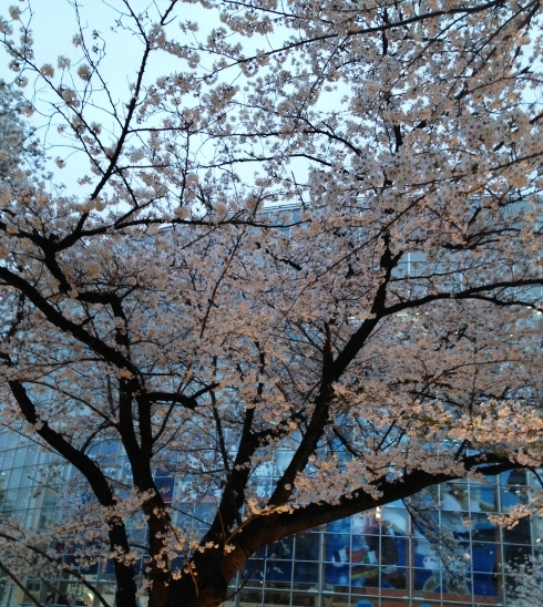 ヒルズ桜.jpg
