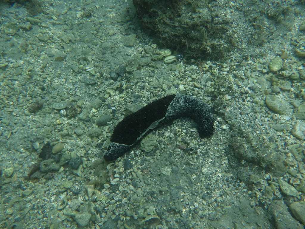 串本磯採集2023年7月上旬35　ニセクロナマコ（Holothuria leucospilota）