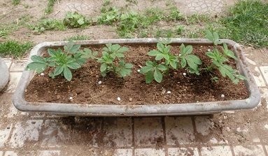 黄花カタクリの球根の掘り上げ のんびりガーデニング 楽天ブログ