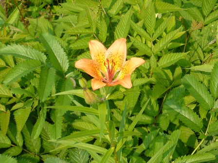 女満別から釧路へ　　flower編