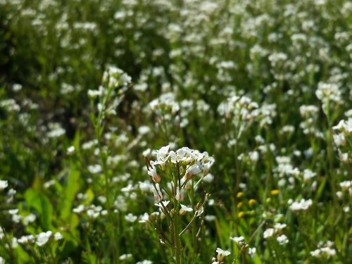 20150426_160804 (500x375).jpg