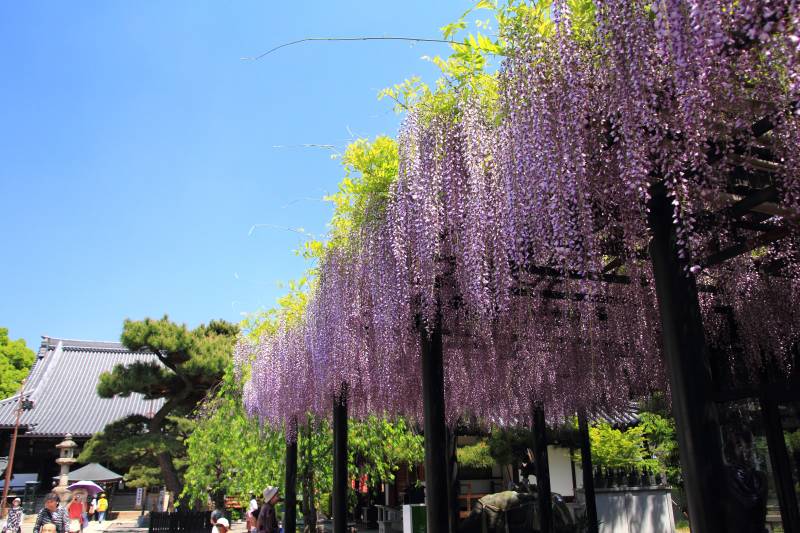 葛井寺の藤_002.jpg