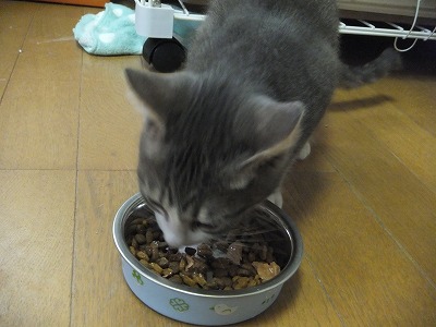オーちゃん