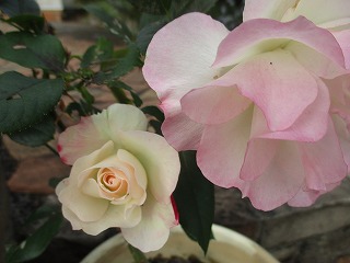 IMG_5392ss.jpg