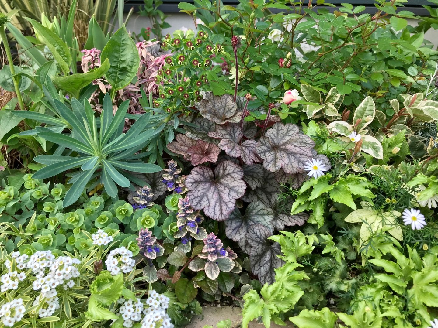 地植えのグリーンアイス | 家と庭と - 楽天ブログ